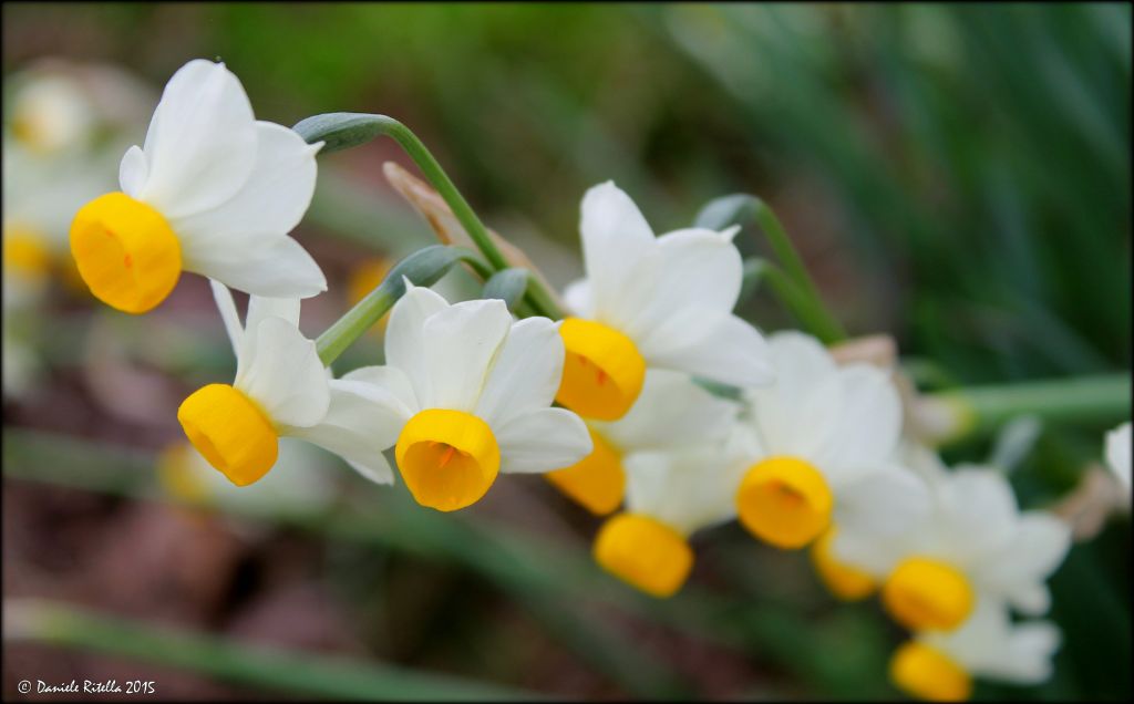 Narcissus tazetta